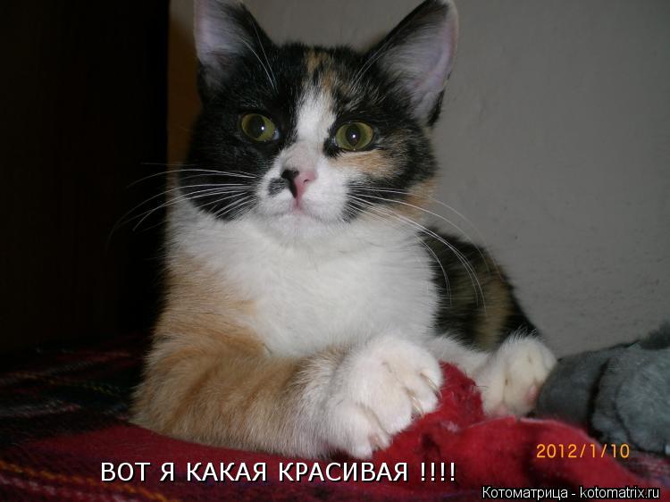 ВОТ Я КАКАЯ КРАСИВАЯ !!!!... Котоматрица: ВОТ Я КАКАЯ КРАСИВАЯ !!!!