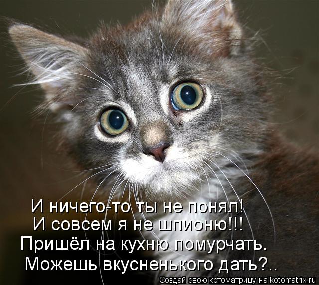 Котоматрица: И ничего-то ты не понял! И совсем я не шпионю!!! Пришёл на кухню помурчать. Можешь вкусненького дать?..