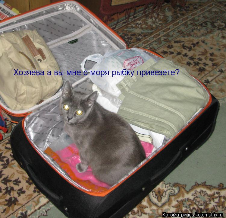 Хозяева а вы мне с моря рыбку привезёте?... Котоматрица: Хозяева а вы мне с моря рыбку привезёте?