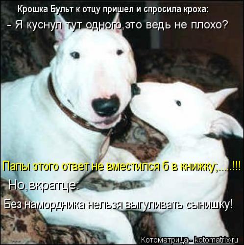 Крошка Бульт к отцу пришел и спросила кроха: - Я куснул тут одного,это ведь не плохо? Папы этого отве... Котоматрица: Крошка Бульт к отцу пришел и спросила кроха: - Я куснул тут одного,это ведь не плохо? Папы этого ответ не вместился б в книжку;.....!!! Без наморд