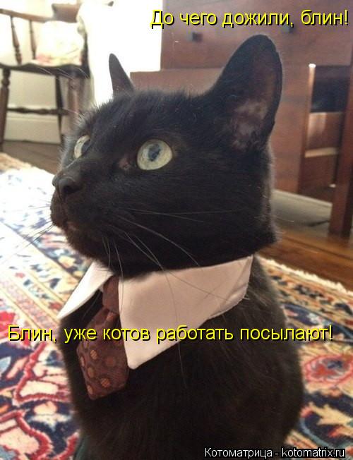 Блин, уже котов работать посылают! До чего дожили, блин!... Котоматрица: Блин, уже котов работать посылают! До чего дожили, блин!