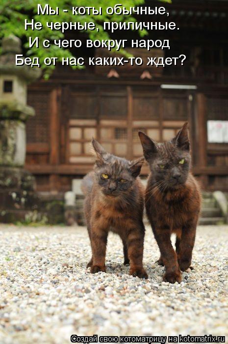 Мы - коты обычные, Не черные, приличные. И с чего вокруг народ Бед от нас каких-то ждет?... Котоматрица: Мы - коты обычные, Не черные, приличные. И с чего вокруг народ Бед от нас каких-то ждет?