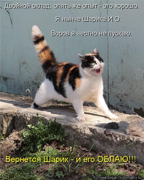 Вернется Шарик - и его ОБЛАЮ!!! Воров я честно не пускаю. Я нынче Шарика И.О. Двойной оклад, опять же... Котоматрица: Вернется Шарик - и его ОБЛАЮ!!! Воров я честно не пускаю. Я нынче Шарика И.О. Двойной оклад, опять же опыт - это хорошо.