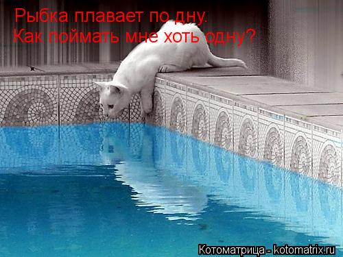 Рыбка плавает по дну. Как поймать мне хоть одну?... Котоматрица: Рыбка плавает по дну. Как поймать мне хоть одну?