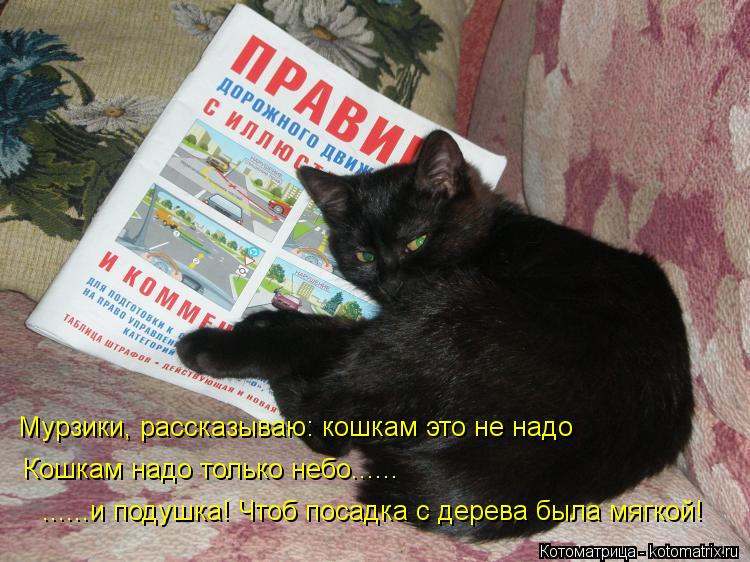 Котоматрица: Мурзики, рассказываю: кошкам это не надо Кошкам надо только небо...... ......и подушка! Чтоб посадка с дерева была мягкой!