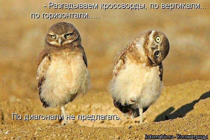 Котоматрица: - Разгадываем кроссворды, по вертикали... по горизонтали..... По диагонали не предлагать.