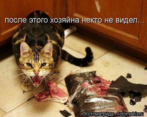 Котоматрица: после этого хозяйна некто не видел...