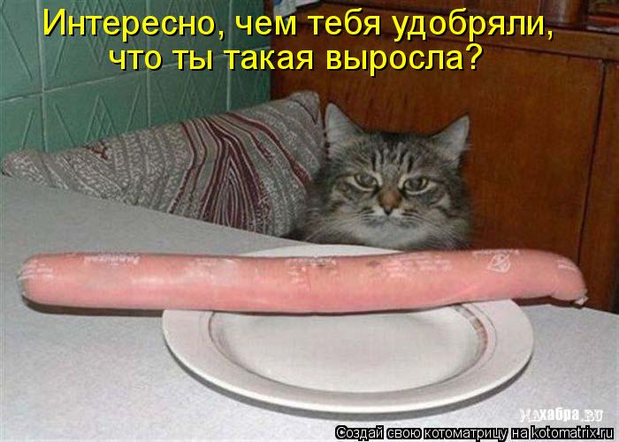 Котоматрица: Интересно, чем тебя удобряли,  что ты такая выросла?