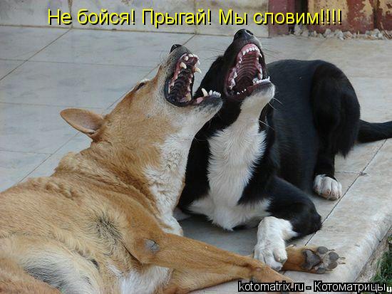 Не бойся! Прыгай! Мы словим!!!!... Котоматрица: Не бойся! Прыгай! Мы словим!!!!