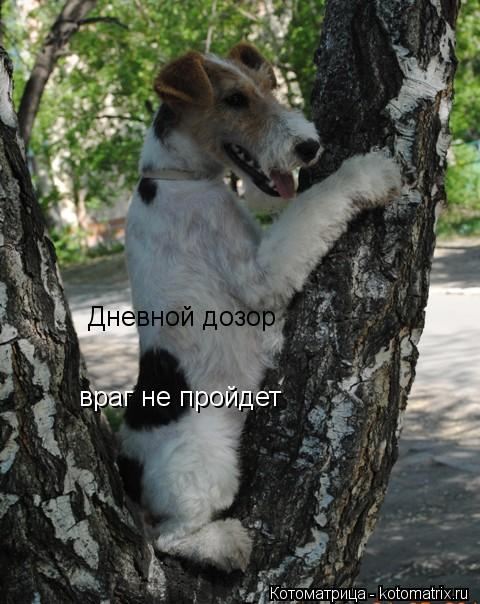 Дневной дозор враг не пройдет... Котоматрица: Дневной дозор враг не пройдет
