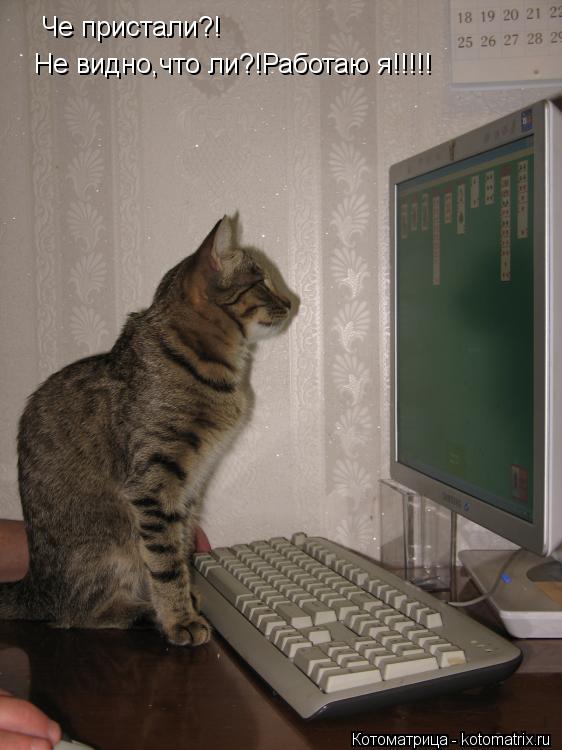 Котоматрица: Че пристали?! Не видно,что ли?!Работаю я!!!!!
