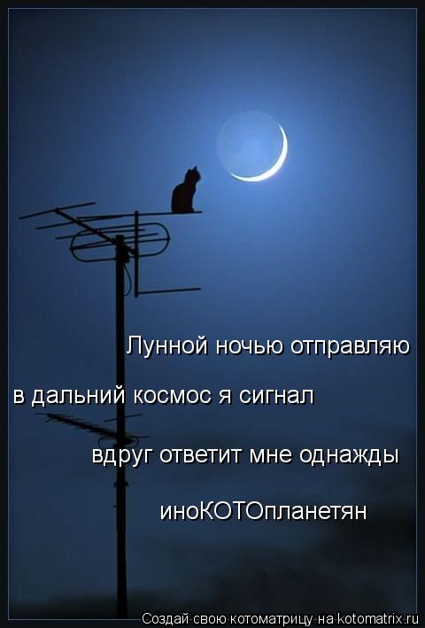Лунной ночью отправляю в дальний космос я сигнал вдруг ответит мне однажды иноКОТОпланетян... Котоматрица: Лунной ночью отправляю в дальний космос я сигнал вдруг ответит мне однажды иноКОТОпланетян