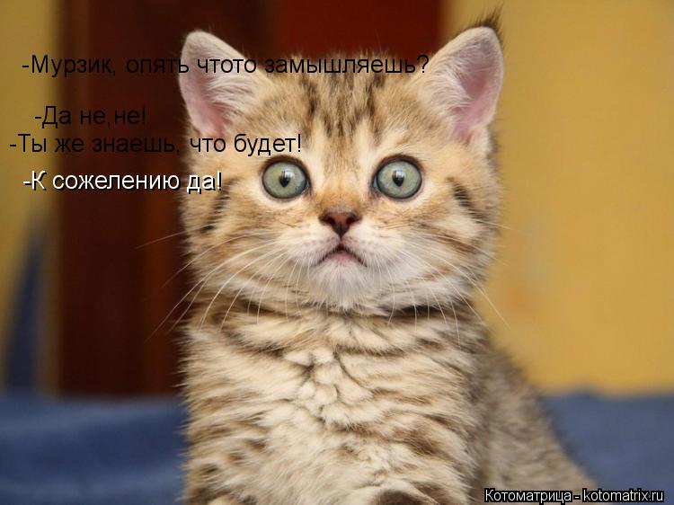 Котоматрица: -Мурзик, опять чтото замышляешь? -Да не,не! -Ты же знаешь, что будет! -К сожелению да!