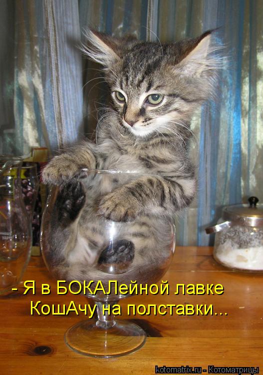 - Я в БОКАЛейной лавке КошАчу на полставки...... Котоматрица: - Я в БОКАЛейной лавке КошАчу на полставки...