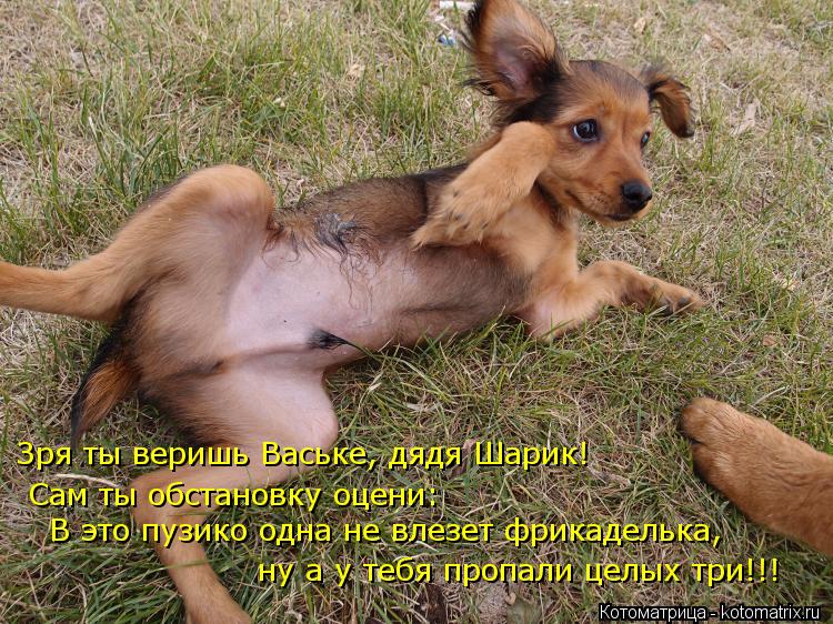 Зря ты веришь Ваське, дядя Шарик! Сам ты обстановку оцени: В это пузико одна не влезет фрикаделька, ... Котоматрица: Зря ты веришь Ваське, дядя Шарик! Сам ты обстановку оцени: В это пузико одна не влезет фрикаделька, ну а у тебя пропали целых три!!!