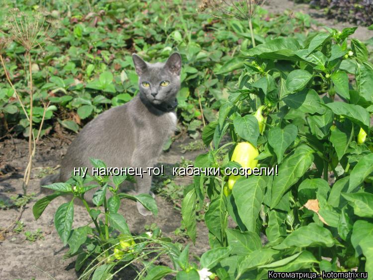 Котоматрица: ну наконец-то!  кабачки созрели!