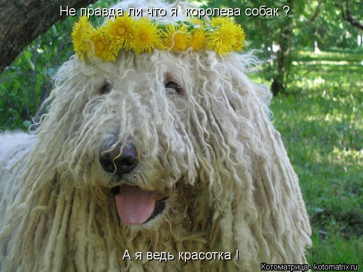Не правда ли что я королева собак ? А я ведь красотка !... Котоматрица: Не правда ли что я королева собак ? А я ведь красотка !