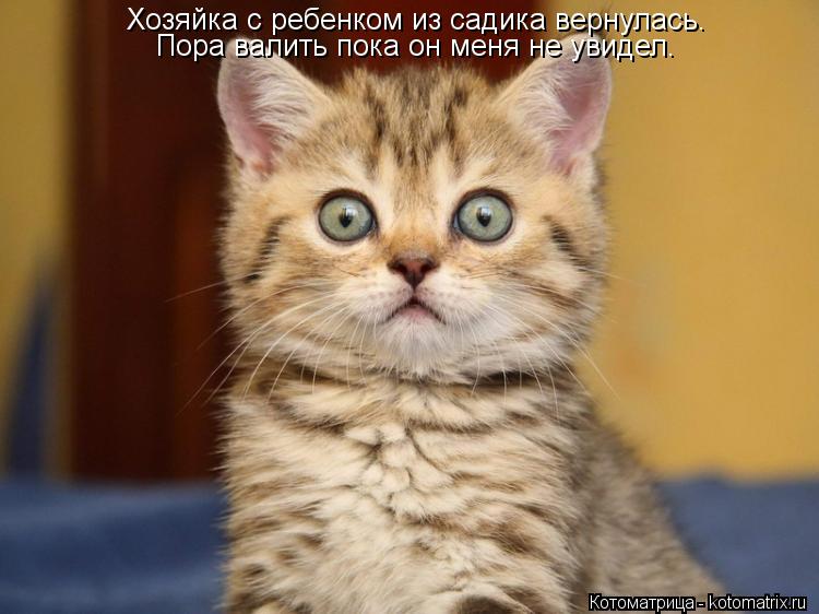 Котоматрица: Хозяйка с ребенком из садика вернулась. Пора валить пока он меня не увидел.