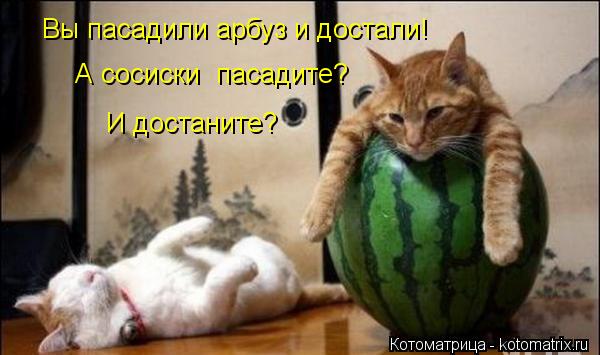 Котоматрица: А сосиски  пасадите? Вы пасадили арбуз и достали! И достаните?