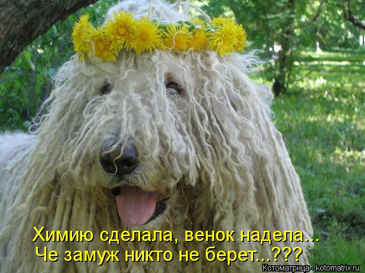 Химию сделала, венок надела... Че замуж никто не берет...???... Котоматрица: Химию сделала, венок надела... Че замуж никто не берет...???