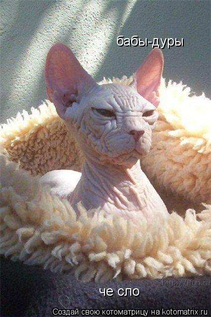 Котоматрица: бабы-дуры че сло