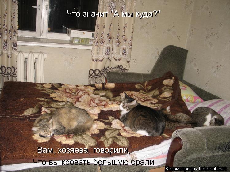 Что значит "А мы куда?" Вам, хозяева, говорили, Что вы кровать большую брали... Котоматрица: Что значит "А мы куда?" Вам, хозяева, говорили, Что вы кровать большую брали