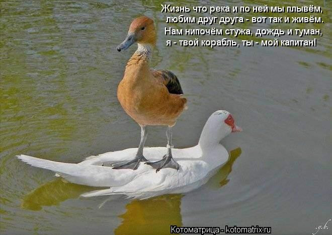 Жизнь что река и по ней мы плывём, Нам нипочём стужа, дождь и туман, я - твой корабль, ты - мой капит... Котоматрица: Жизнь что река и по ней мы плывём, Нам нипочём стужа, дождь и туман, я - твой корабль, ты - мой капитан! любим друг друга - вот так и живём.