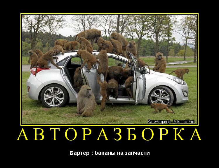 Авторазборка Бартер : бананы на запчасти... Котоматрица: Авторазборка Бартер : бананы на запчасти