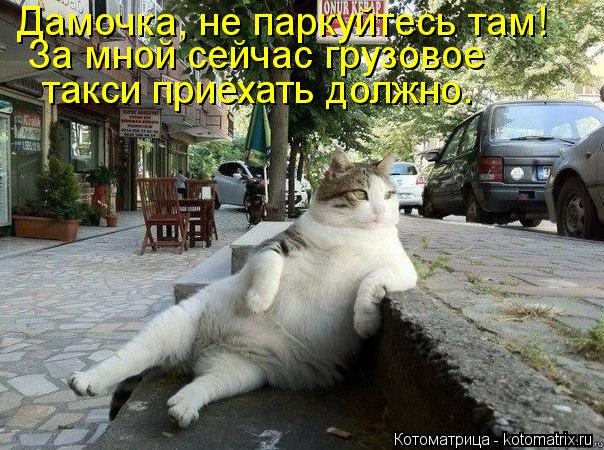Дамочка, не паркуйтесь там! За мной сейчас грузовое такси приехать должно.... Котоматрица: Дамочка, не паркуйтесь там! За мной сейчас грузовое такси приехать должно.