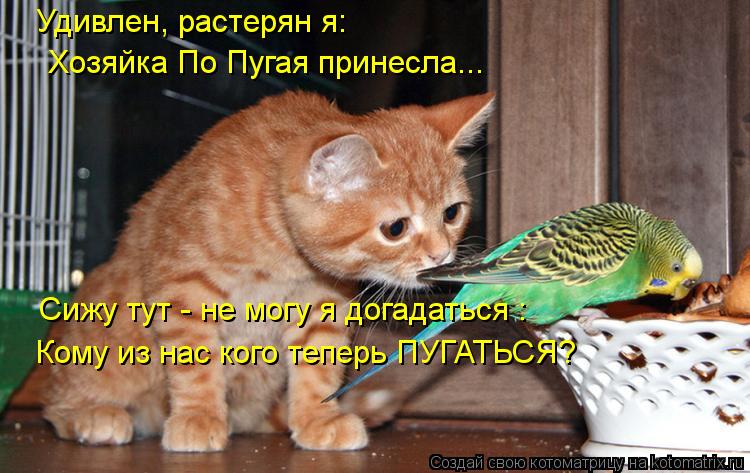 Удивлен, растерян я: Хозяйка По Пугая принесла... Сижу тут - не могу я догадаться : Кому из нас кого ... Котоматрица: Удивлен, растерян я: Хозяйка По Пугая принесла... Сижу тут - не могу я догадаться : Кому из нас кого теперь ПУГАТЬСЯ?