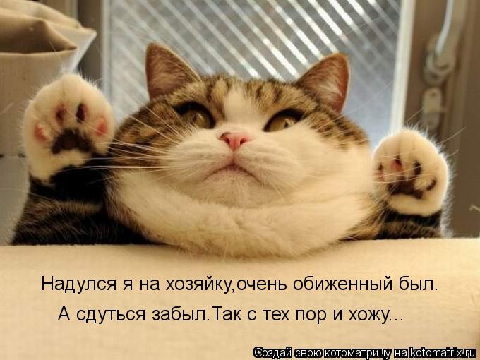 Надулся я на хозяйку,очень обиженный был. А сдуться забыл.Так с тех пор и хожу...... Котоматрица: Надулся я на хозяйку,очень обиженный был. А сдуться забыл.Так с тех пор и хожу...