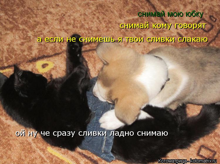 Котоматрица: снимай мою юбку  снимай кому говорят   а если не снимешь я твои сливки слакаю ой ну че сразу сливки ладно снимаю