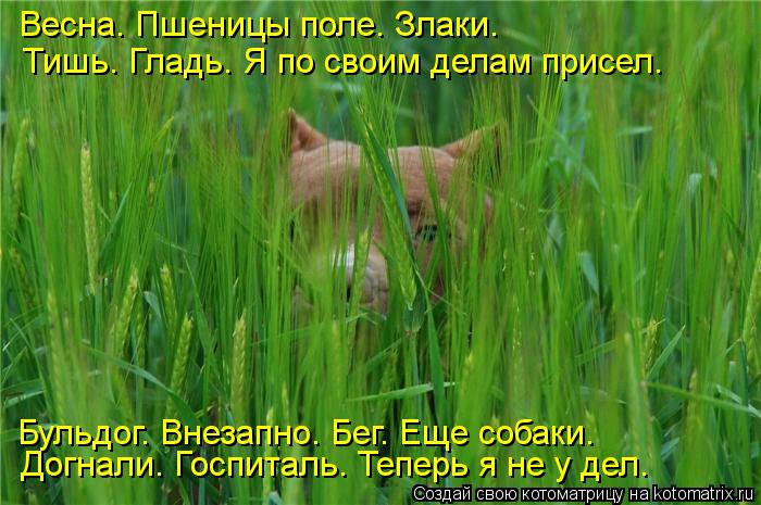 Весна. Пшеницы поле. Злаки. Тишь. Гладь. Я по своим делам присел. Бульдог. Внезапно. Бег. Еще собаки.... Котоматрица: Весна. Пшеницы поле. Злаки. Тишь. Гладь. Я по своим делам присел. Бульдог. Внезапно. Бег. Еще собаки. Догнали. Госпиталь. Теперь я не у дел.