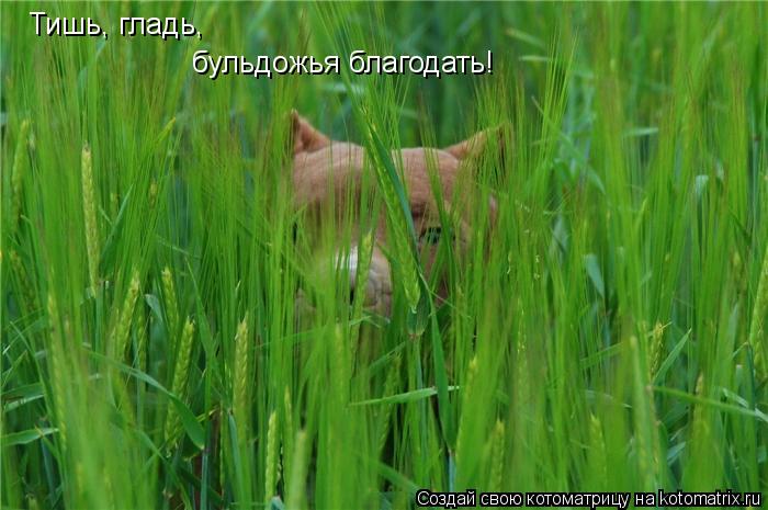 Котоматрица: Тишь, гладь, бульдожья благодать!