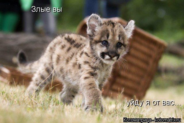 Злые вы уйду я от вас...... Котоматрица: Злые вы уйду я от вас...