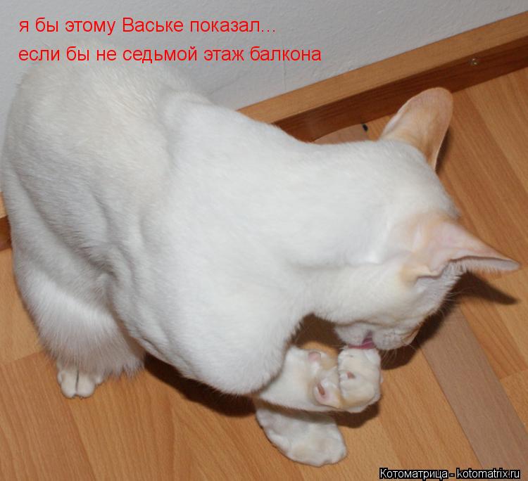 Котоматрица: я бы этому Ваське показал... если бы не седьмой этаж балкона