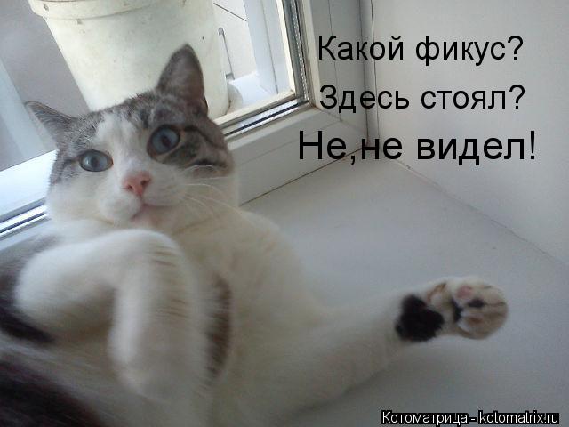 Какой фикус? Здесь стоял? Не,не видел!... Котоматрица: Какой фикус? Здесь стоял? Не,не видел!