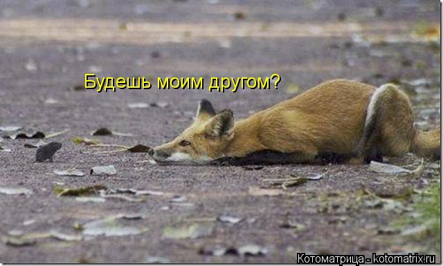 Котоматрица: Будешь моим другом?