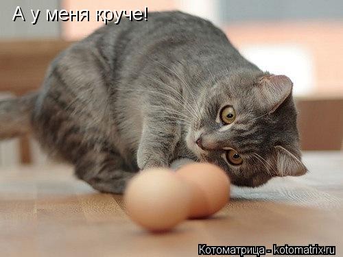 А у меня круче!... Котоматрица: А у меня круче!