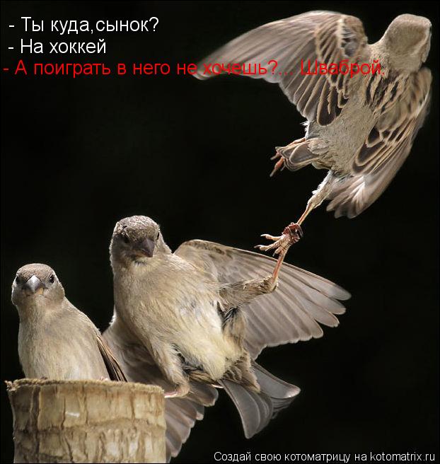 Котоматрица: - Ты куда,сынок? - На хоккей - А поиграть в него не хочешь?... Шваброй.