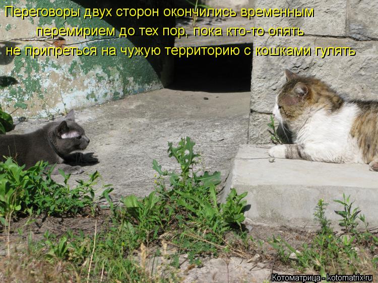 Переговоры двух сторон окончились временным перемирием до тех пор, пока кто-то опять не припреться н... Котоматрица: Переговоры двух сторон окончились временным перемирием до тех пор, пока кто-то опять не припреться на чужую территорию с кошками гулять