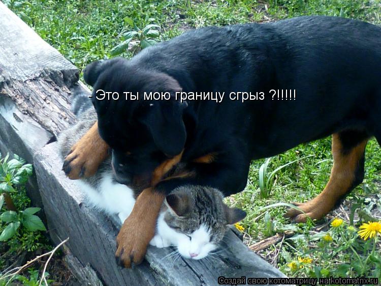 Котоматрица: - Это ты мою границу сгрыз ?!!!!!