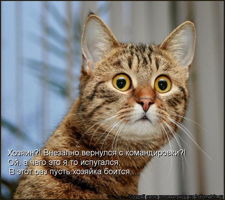 Котоматрица: Хозяин?! Внезапно вернулся с командировки?! Ой, а чего это я то испугался,  В этот раз пусть хозяйка боится....