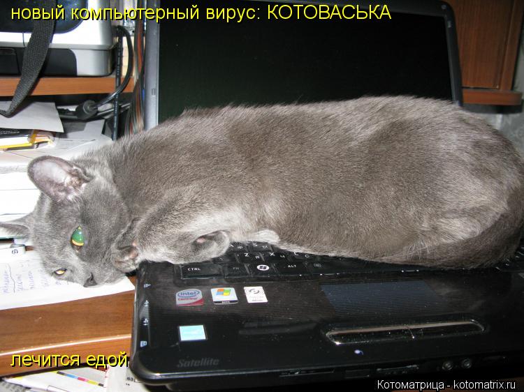 новый компьютерный вирус: КОТОВАСЬКА лечится едой... Котоматрица: новый компьютерный вирус: КОТОВАСЬКА лечится едой