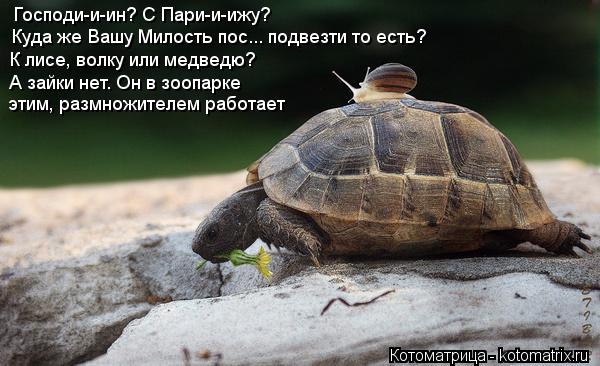 Котоматрица: Господи-и-ин? С Пари-и-ижу? Куда же Вашу Милость пос... подвезти то есть? К лисе, волку или медведю? А зайки нет. Он в зоопарке этим, размножителе
