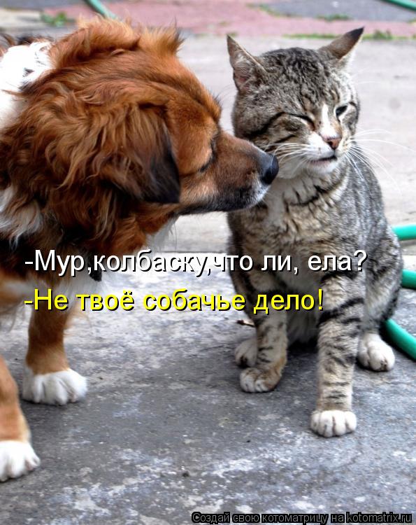 -Мур,колбаску,что ли, ела? -Не твоё собачье дело!... Котоматрица: -Мур,колбаску,что ли, ела? -Не твоё собачье дело!