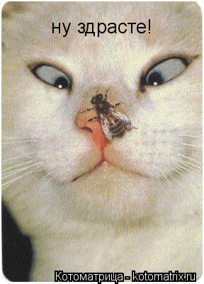 Котоматрица: ну здрасте!