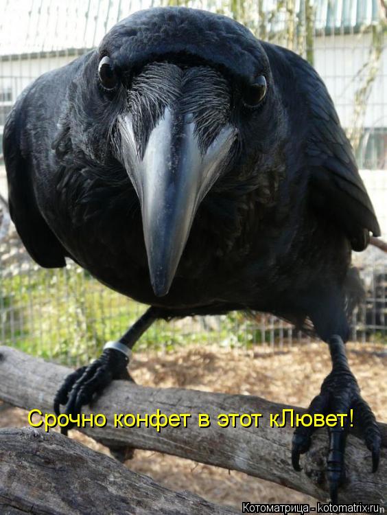 Срочно конфет в этот кЛювет!... Котоматрица: Срочно конфет в этот кЛювет!