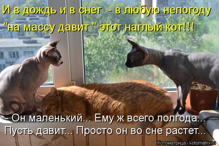 Котоматрица: И в дождь и в снег  - в любую непогоду - Он маленький... Ему ж всего полгода... Пусть давит... Просто он во сне растет... "на массу давит " этот наглы