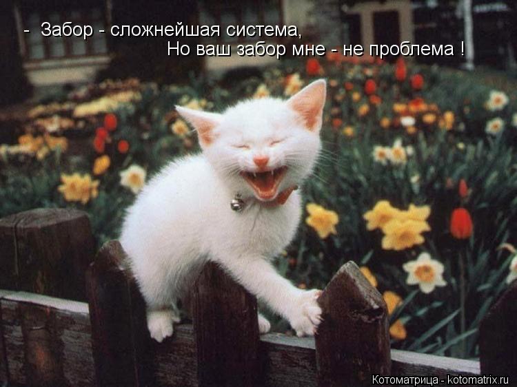 Котоматрица: -  Забор - сложнейшая система, Но ваш забор мне - не проблема !